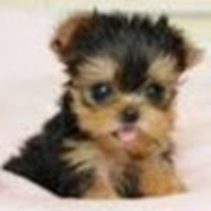 Meet your Posher, Fay